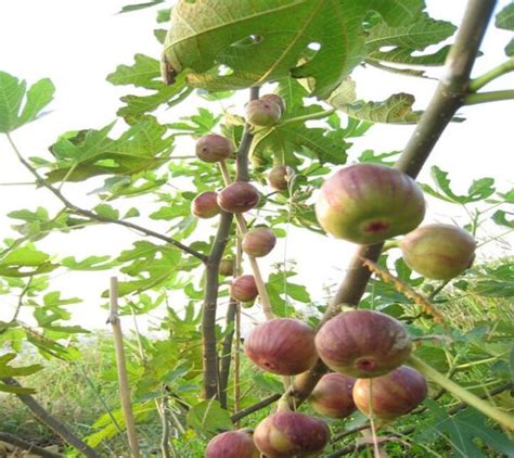 無花果樹|無花果樹:無花果的形態描述,分布範圍,主要價值,營養價。